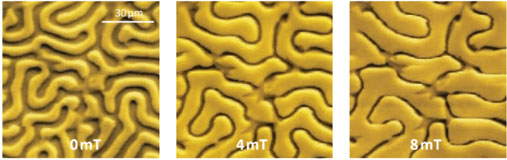 NTEGRA MFM
